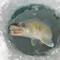 fish2-0-jpg