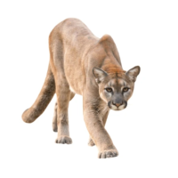 stock-cougar-png