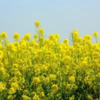 rapeseed-gc45fff85e_1920-jpg-5