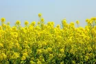 rapeseed-gc45fff85e_1920-jpg-4