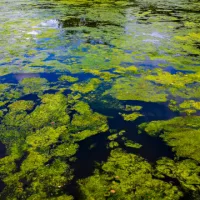 stock-algae