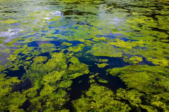 stock-algae-jpg