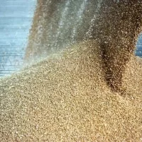 us-hike-in-grain-entrapment-incidents-last-year_wrbm_large-jpg-28