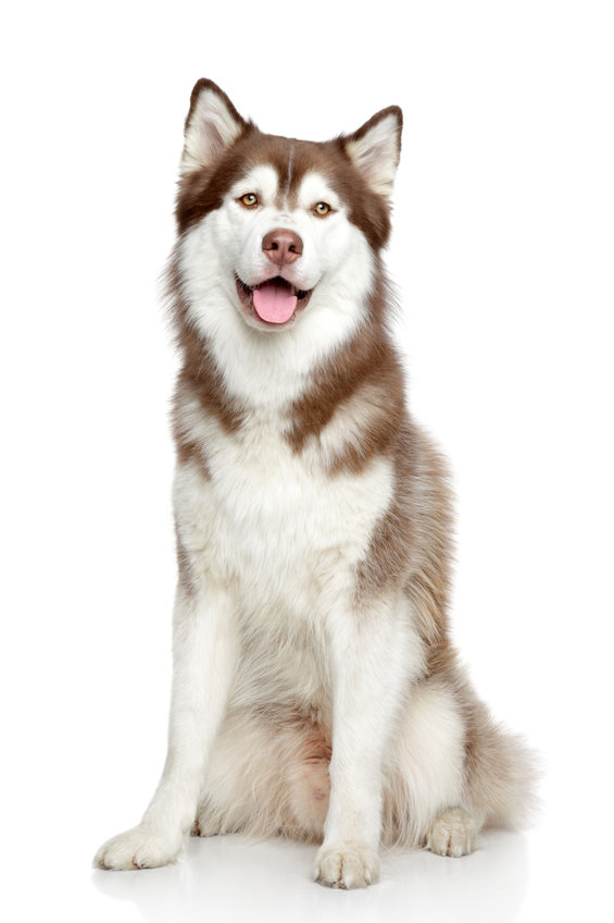 Pooch Pirate - Vimarsana News