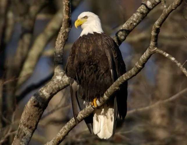 Get up close and personal with eagles during the 43rd annual Eagle Days - Vimarsana News