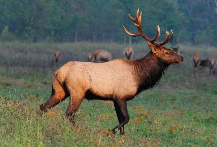 Elk numbers continue to grow in Missouri - Vimarsana News