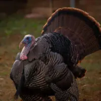 1776095745143306650