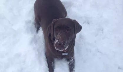 doginsnow