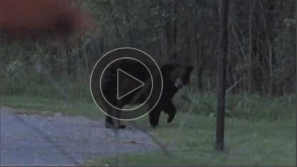 Reports of black bears seen in Southwest Michigan, DNR says