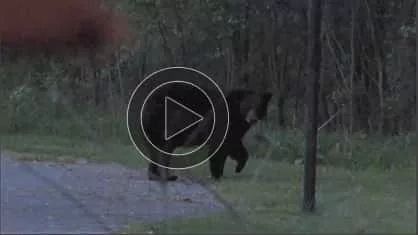 bear-image