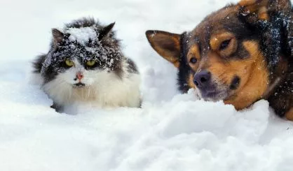 cat-and-dog-lying-on-the-snow-in-cold-winter