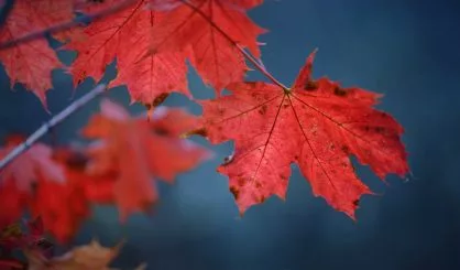 red-autumn-maple-leaves-close-up