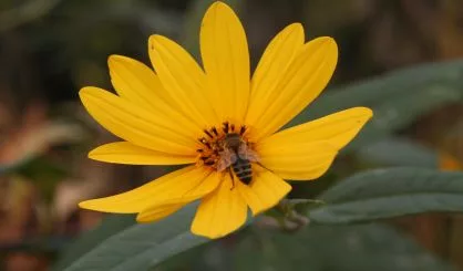flower-and-bee