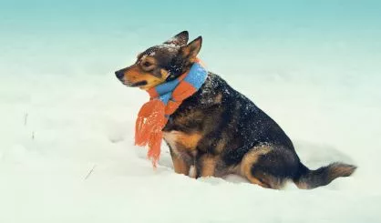 dog-wearing-scarf-walking-outdoor-in-winter