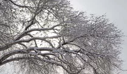 snow-on-trees