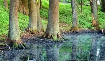 forest-swamp-scene