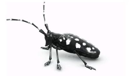 asianlonghornbeetle