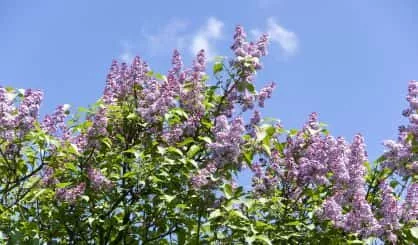 lilac-bushes-in-the-spring