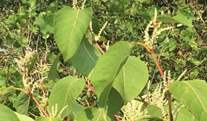 Watch Out For Japanese Knotweed News Talk Sports 94 9 Wsjm