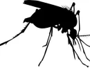 nx_mosquito_silhouette-2