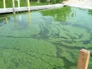 algaebloom