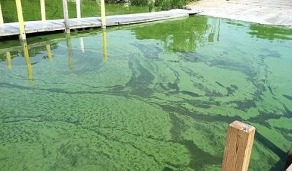 Watch for Harmful Algal Blooms in MI Recreational Waters