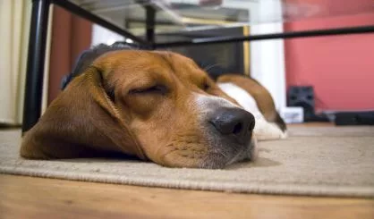 sleepy-beagle-dog