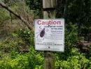 ticks