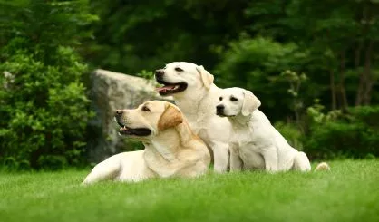 three-white-dogs