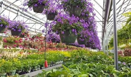 hanging-pots-in-greenhouse