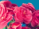 begonia-flower-on-blue-background
