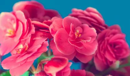 begonia-flower-on-blue-background