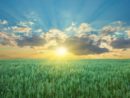 oat-field-with-blue-sky-with-sun-and-clouds