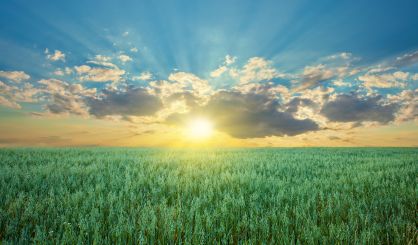 oat-field-with-blue-sky-with-sun-and-clouds