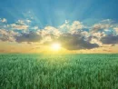 oat-field-with-blue-sky-with-sun-and-clouds-2