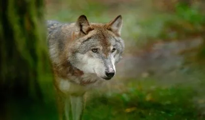 gray-wolf-canis-lupus-in-the-green-leaves-forest-detail-portrait-of-wolf-in-the-forest-wildlife-scene-from-north-of-europe-beautiful-wild-animal-hidden-behind-the-tree-trunk-wolf-in-the-nature