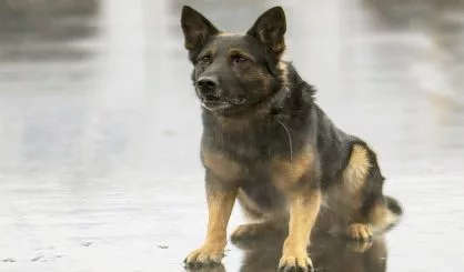 k9-maxx