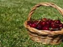 cherries-in-a-basket
