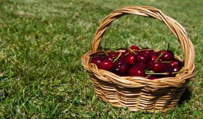 cherries-in-a-basket