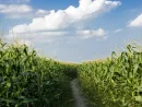 dirt-road-among-corn