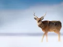 hokkaido-sika-deer-cervus-nippon-yesoensis-in-the-snow-meadow-winter-mountains-and-forest-in-the-background-animal-with-antler-in-the-nature-habitat-winter-scene-hokkaido-wildlife-nature-japan