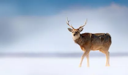 hokkaido-sika-deer-cervus-nippon-yesoensis-in-the-snow-meadow-winter-mountains-and-forest-in-the-background-animal-with-antler-in-the-nature-habitat-winter-scene-hokkaido-wildlife-nature-japan