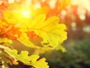 autumn-oak-forest-at-sunset