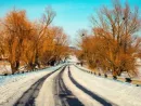 winter-snowy-road-with-trees