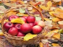 basket-with-apples-on-the-fallen-leaves