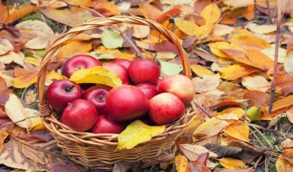 basket-with-apples-on-the-fallen-leaves