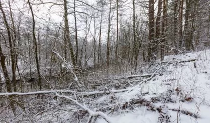 landscape-with-plants-under-snow