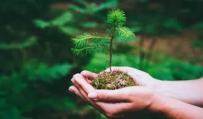 female-hand-holding-sprout-wilde-pine-tree-in-nature-green-forest-earth-day-save-environment-concept-growing-seedling-forester-planting