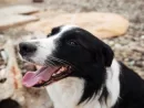 dog-sitting-on-the-beach