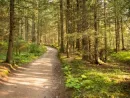 path-among-the-trees-in-summer-forest-green-nature-2